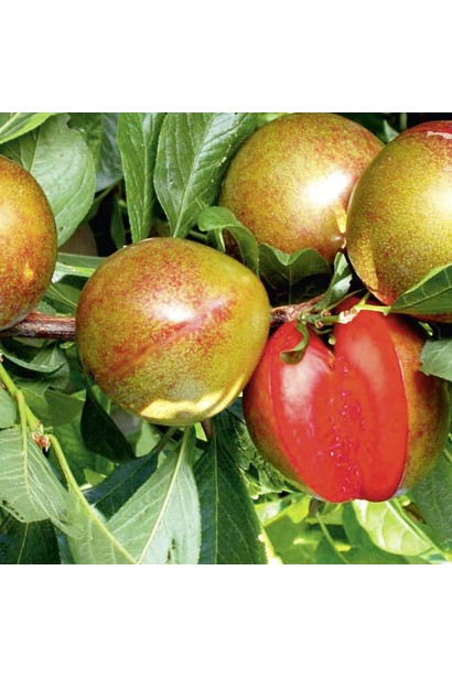 Плоды плуота Флейвор Супреме крупным планом на ветке.